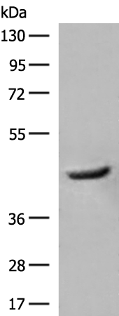 Rabbit Polyclonal Antibody to GCAT
