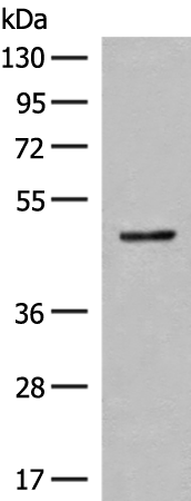 Rabbit Polyclonal Antibody to SCRN2