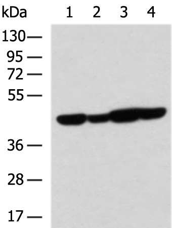 Rabbit Polyclonal Antibody to MRPS5