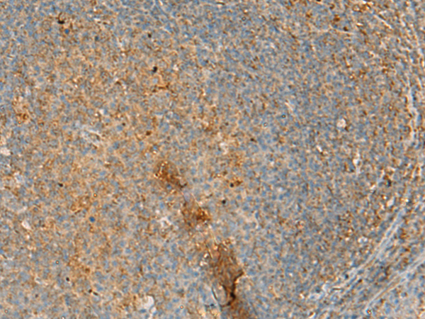 Rabbit Polyclonal Antibody to ERAL1