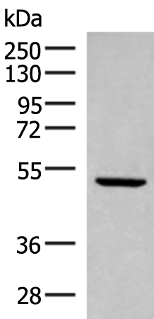 Rabbit Polyclonal Antibody to PSMD12