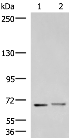 Rabbit Polyclonal Antibody to EXD2