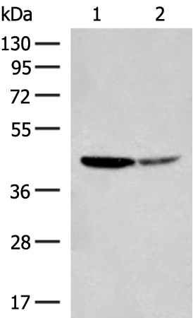 Rabbit Polyclonal Antibody to PTGES3L-AARSD1