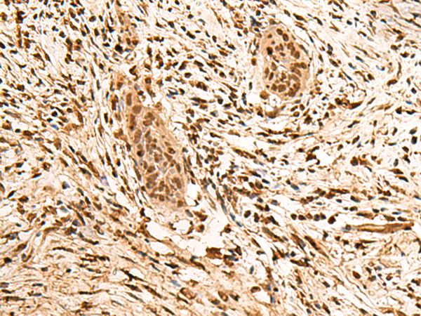Rabbit Polyclonal Antibody to PPM1G
