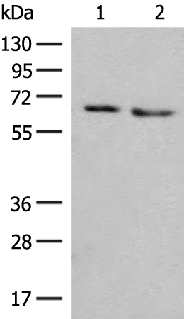 Rabbit Polyclonal Antibody to NARS1
