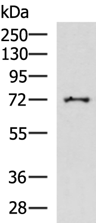 Rabbit Polyclonal Antibody to GGA2