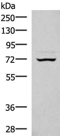Rabbit Polyclonal Antibody to EIF2AK1