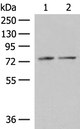 Rabbit Polyclonal Antibody to PDIA4