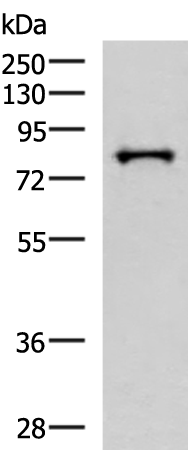 Rabbit Polyclonal Antibody to PRPF3