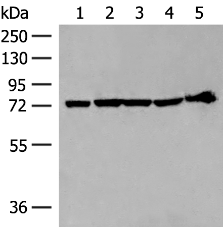 Rabbit Polyclonal Antibody to CALCOCO1