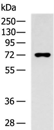 Rabbit Polyclonal Antibody to MAN1B1