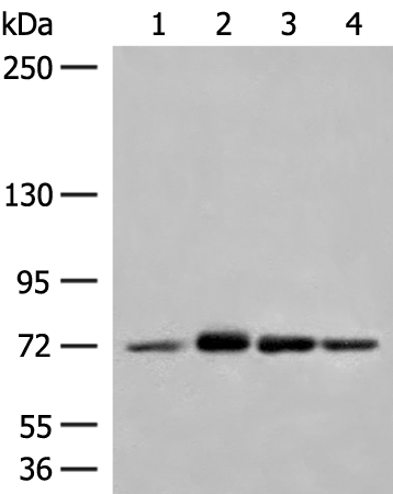 Rabbit Polyclonal Antibody to MCCC1