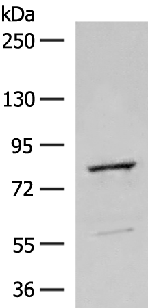 Rabbit Polyclonal Antibody to TTC12