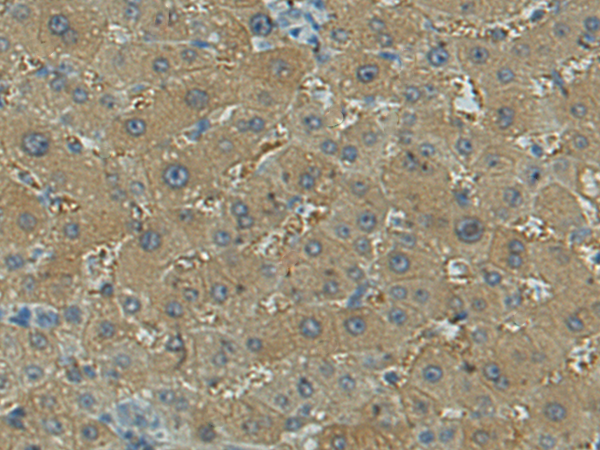 Rabbit Polyclonal Antibody to CFAP47