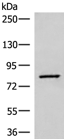 Rabbit Polyclonal Antibody to SLC26A3