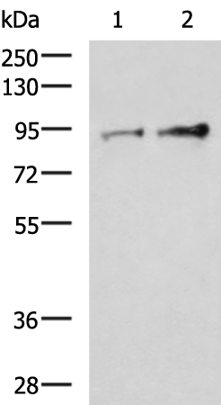 Rabbit Polyclonal Antibody to TTC14