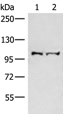 Rabbit Polyclonal Antibody to EFTUD2