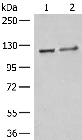 Rabbit Polyclonal Antibody to IPO11