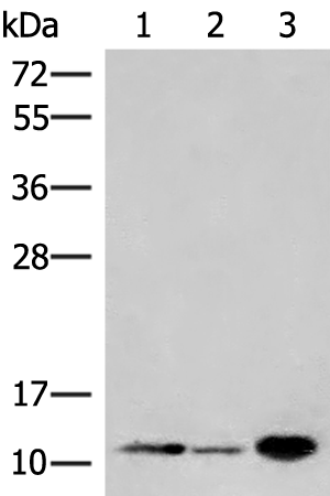 Rabbit Polyclonal Antibody to FKBP1A