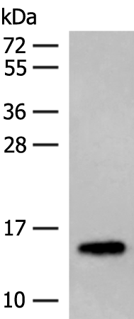 Rabbit Polyclonal Antibody to LYRM1