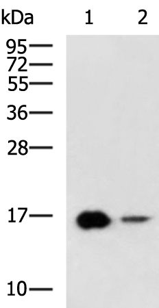 Rabbit Polyclonal Antibody to LBH