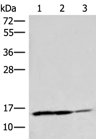 Rabbit Polyclonal Antibody to H3-3B