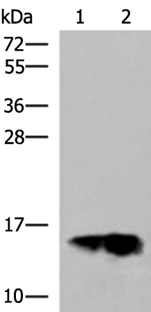Rabbit Polyclonal Antibody to GOLGA7