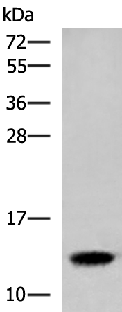 Rabbit Polyclonal Antibody to HBE1