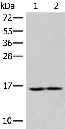 Rabbit Polyclonal Antibody to RNF24