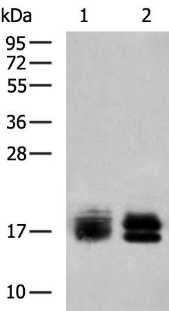 Rabbit Polyclonal Antibody to NPC2