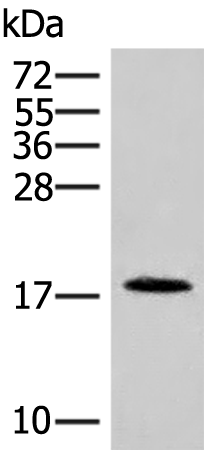 Rabbit Polyclonal Antibody to NHP2