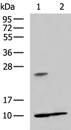 Rabbit Polyclonal Antibody to RPS27A
