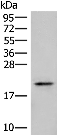 Rabbit Polyclonal Antibody to ARL2BP
