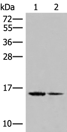 Rabbit Polyclonal Antibody to H2BC15