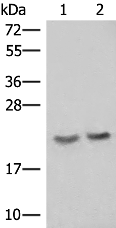 Rabbit Polyclonal Antibody to IFT22
