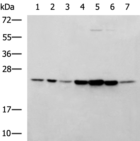 Rabbit Polyclonal Antibody to PSMB2