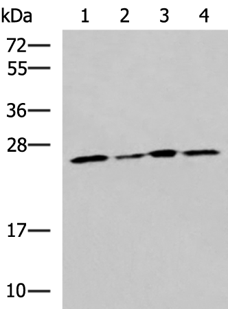 Rabbit Polyclonal Antibody to RPL13A