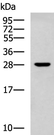 Rabbit Polyclonal Antibody to RPL13