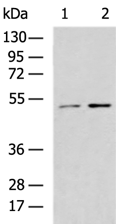 Rabbit Polyclonal Antibody to HS1BP3