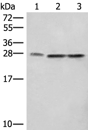 Rabbit Polyclonal Antibody to SEC22B