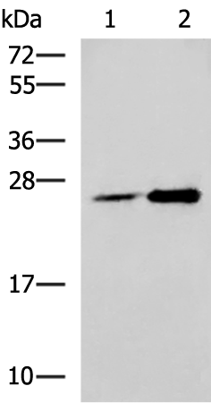Rabbit Polyclonal Antibody to DGCR6L