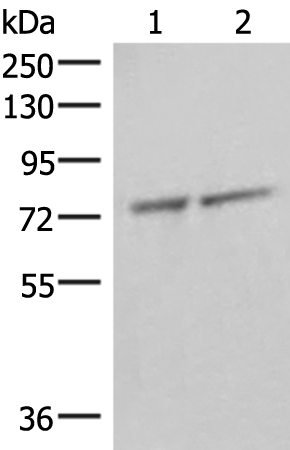 Rabbit Polyclonal Antibody to THNSL1