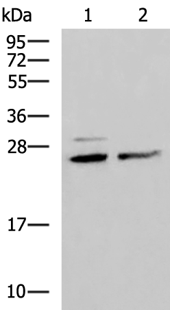 Rabbit Polyclonal Antibody to SNRPB2