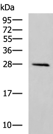 Rabbit Polyclonal Antibody to ATP6V1D
