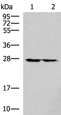 Rabbit Polyclonal Antibody to MRPL16