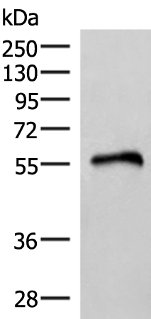 Rabbit Polyclonal Antibody to RETREG1