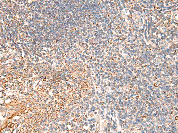Rabbit Polyclonal Antibody to DUSP7