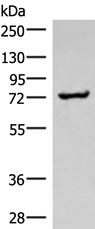 Rabbit Polyclonal Antibody to PRKAG2