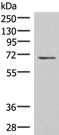 Rabbit Polyclonal Antibody to C19orf57