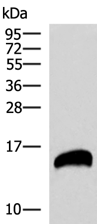 Rabbit Polyclonal Antibody to REG1B
